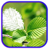 leaf photo frames, effects icon