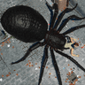 Ícone de Spider Hunter Amazing City 3D