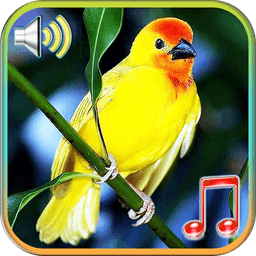 Birds Sound Ringtone Wallpaper icon