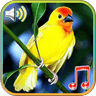 Birds Sound Ringtone Wallpaper icon