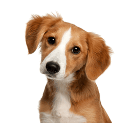 Animal Sounds for Kids icon