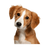 Значок Animal Sounds for Kids